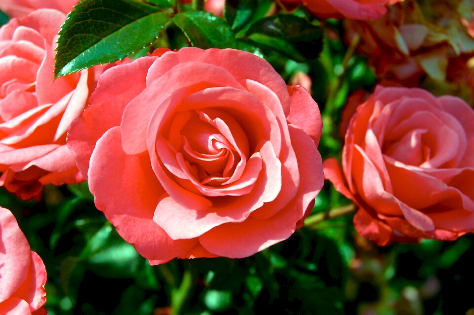 Flowers blooming color pink