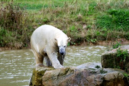 Mammal big nature