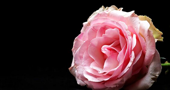 Pink rose flower flora photo