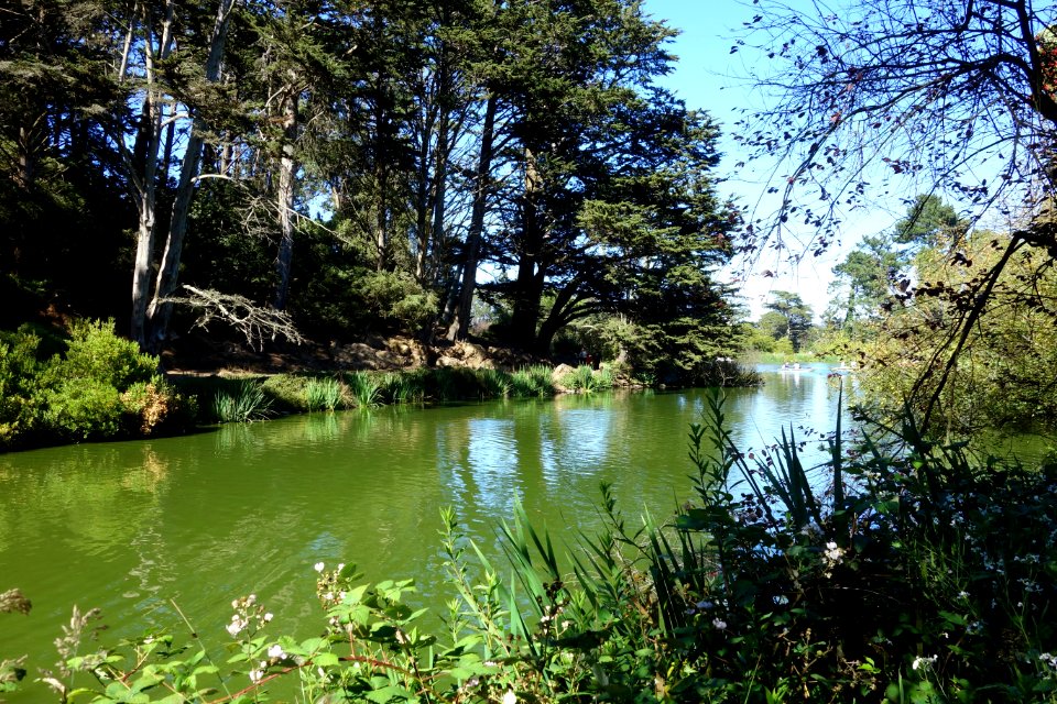 Stow Lake - Golden Gate Park, San Francisco, CA - DSC03746