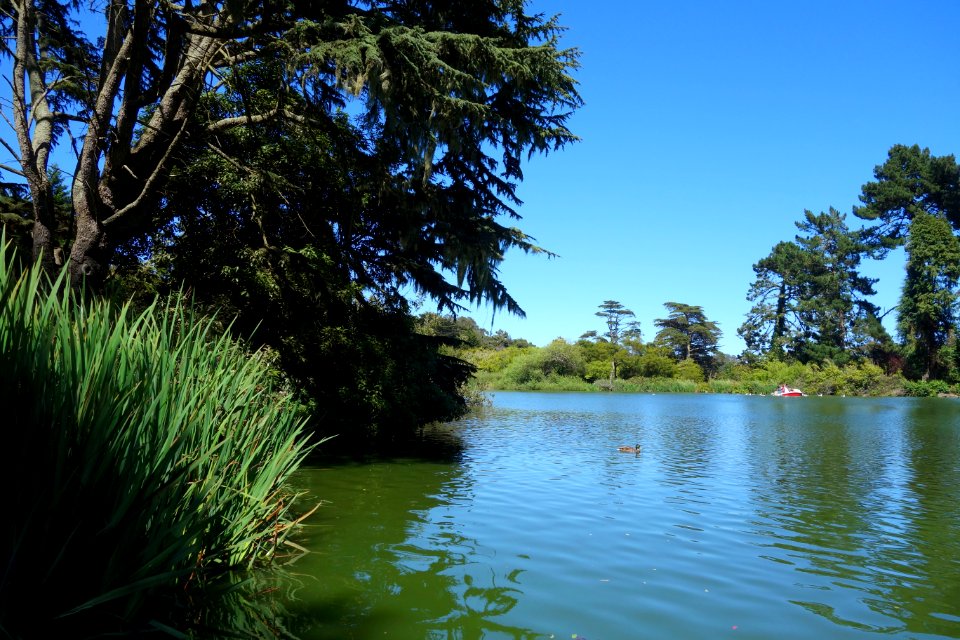 Stow Lake - Golden Gate Park, San Francisco, CA - DSC03669