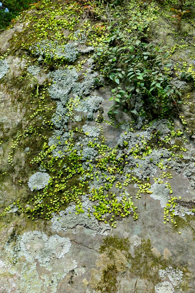 Stone - Naiku, Ise Shrine - Ise, Mie, Japan - DSC07690