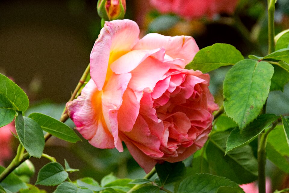 Flowers pink yellow