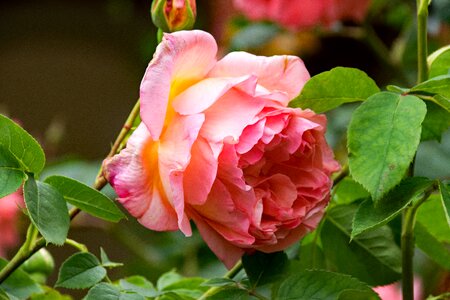 Flowers pink yellow