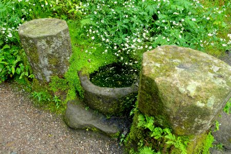 Stone bowl - Biddulph Grange Garden - Staffordshire, England - DSC09356