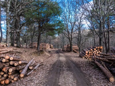 Sawmill canada brown