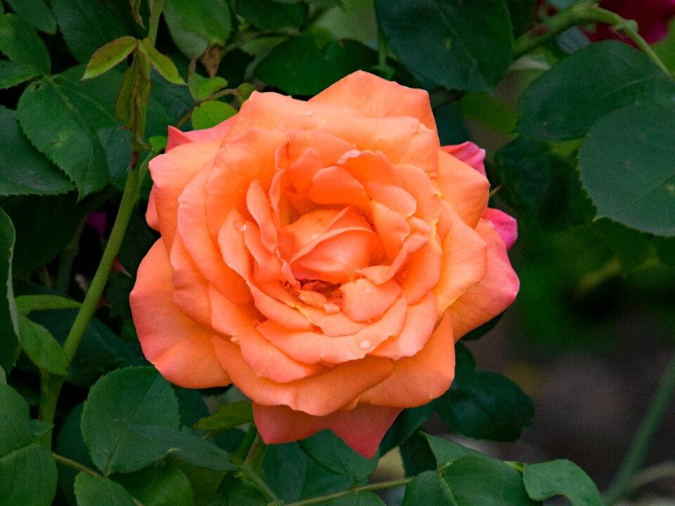 Flowers orange apricot