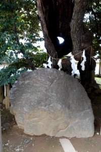 Stone and tree - Konno-hachimangu - Shibuya, Tokyo, Japan - DSC05461