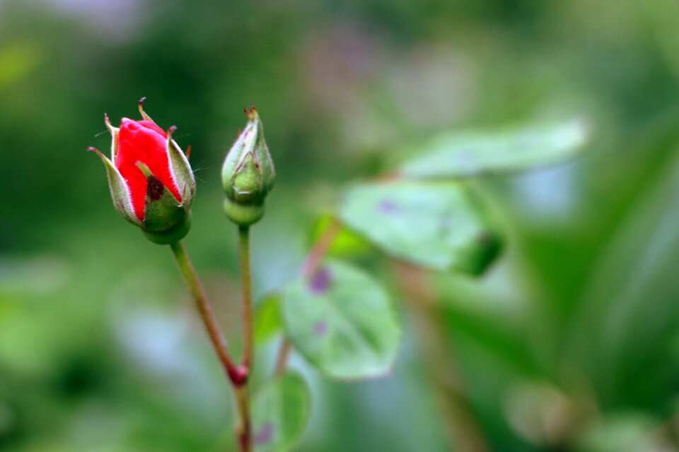 Flower garden park