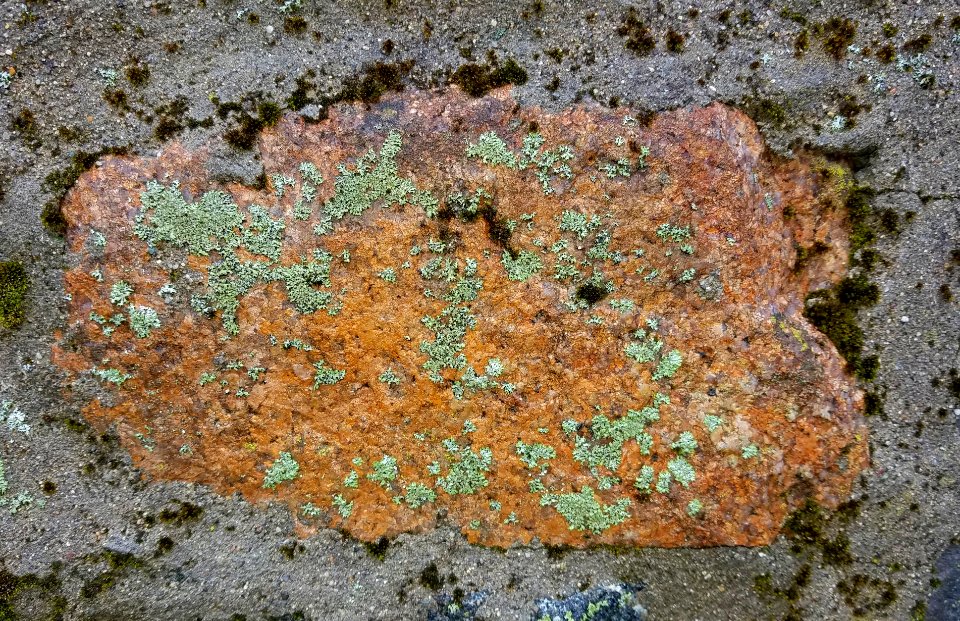 Stone in wall - Arlington, MA - 20201127 102457