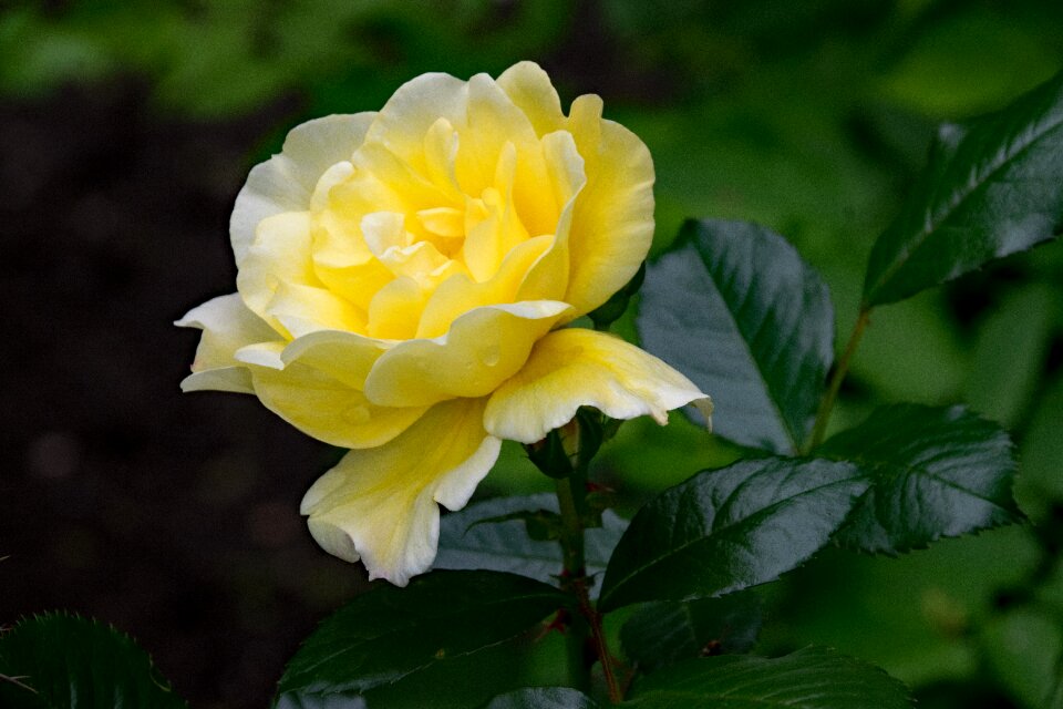 Maigold flowers yellow