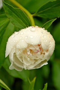 Design summer nature