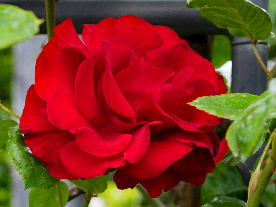 Flowers red blossom