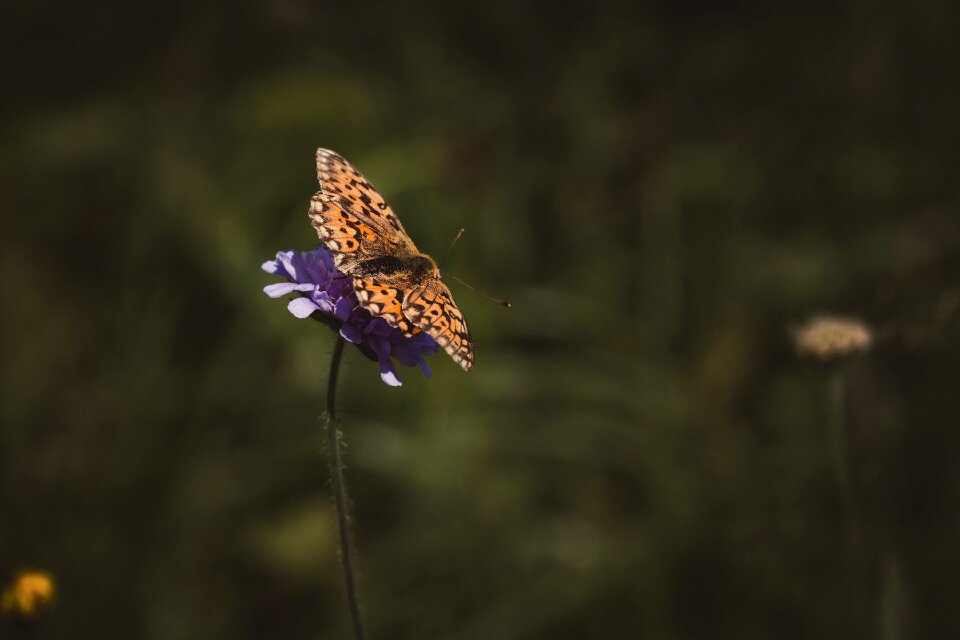 Butterfly nature summer