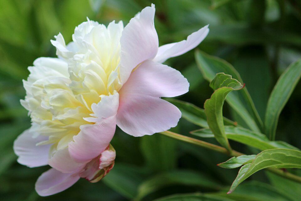 Bloom flower spring