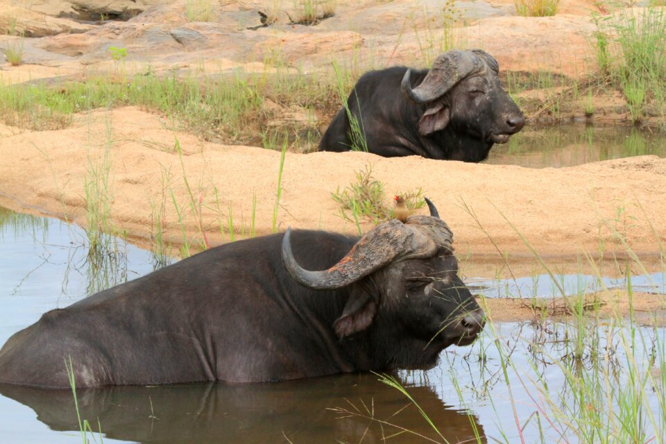 Pond africa savanah