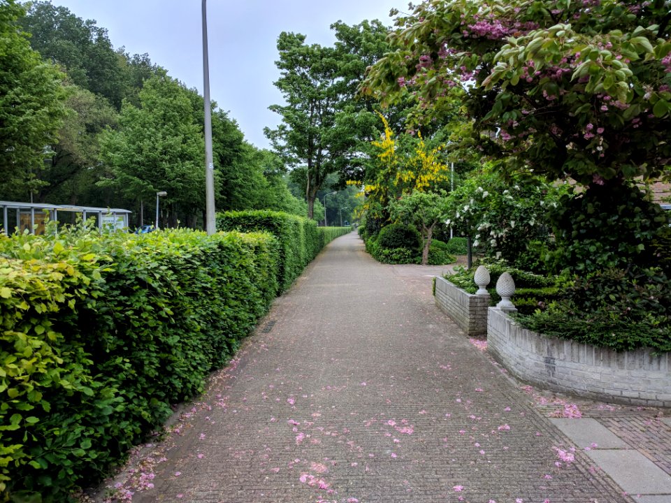 Stolpersteine Katwijk - Zeeweg 133 overview (2), familie Belinfante - 2018