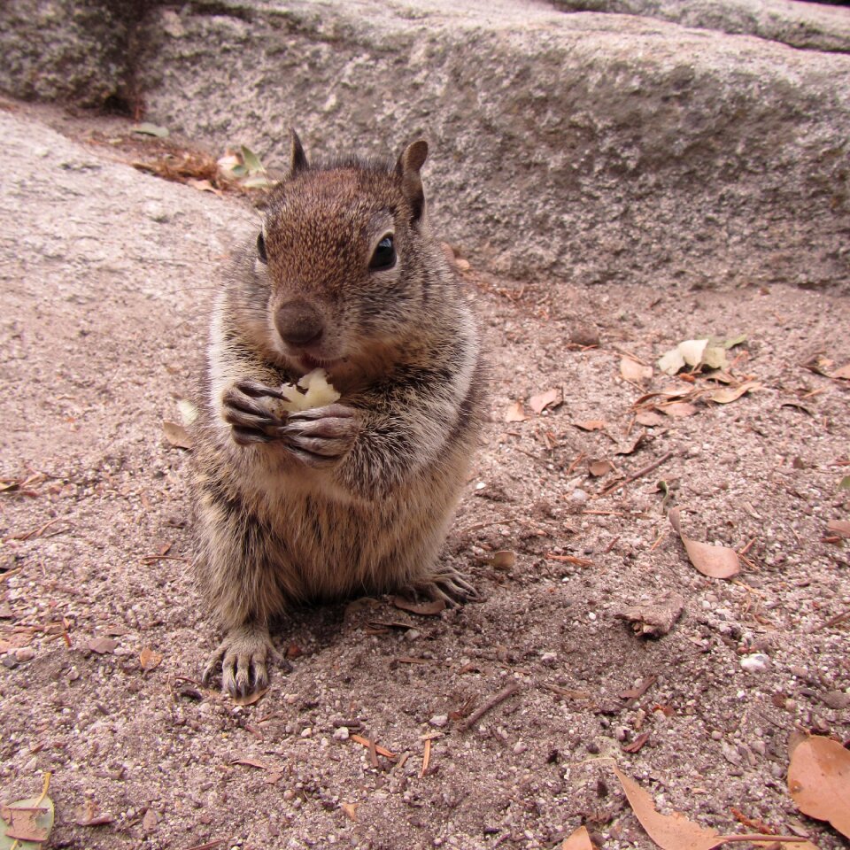 National park chipmunk the squirrel