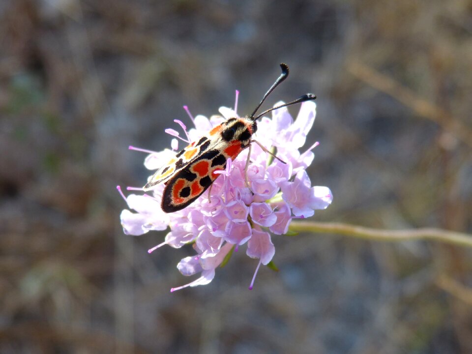 Zygaena fausta gypsy flower flower