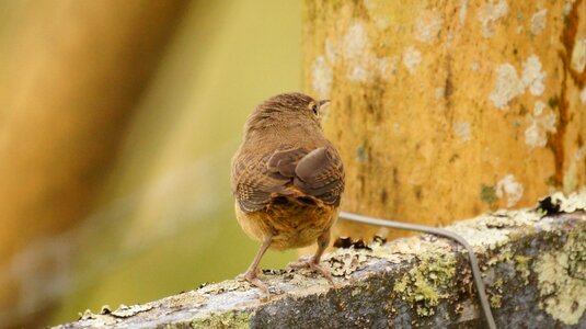 Birds guatica colombia