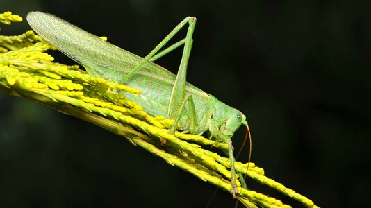 Grasshopper skip heupferdchen photo