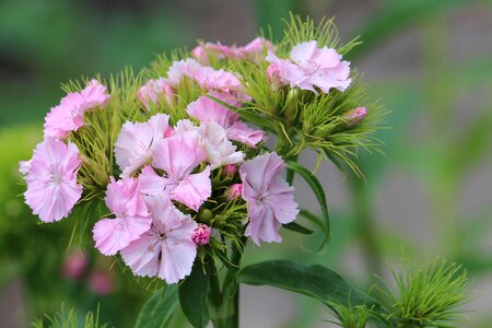 Carnation flower pink photo
