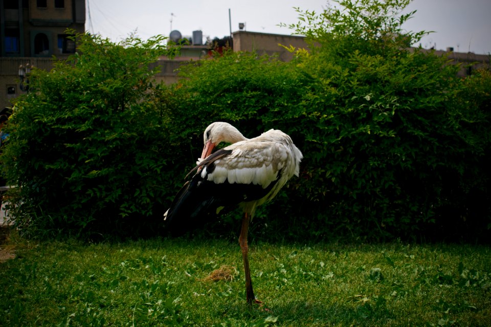 Storks near the Erbil Citadel 003
