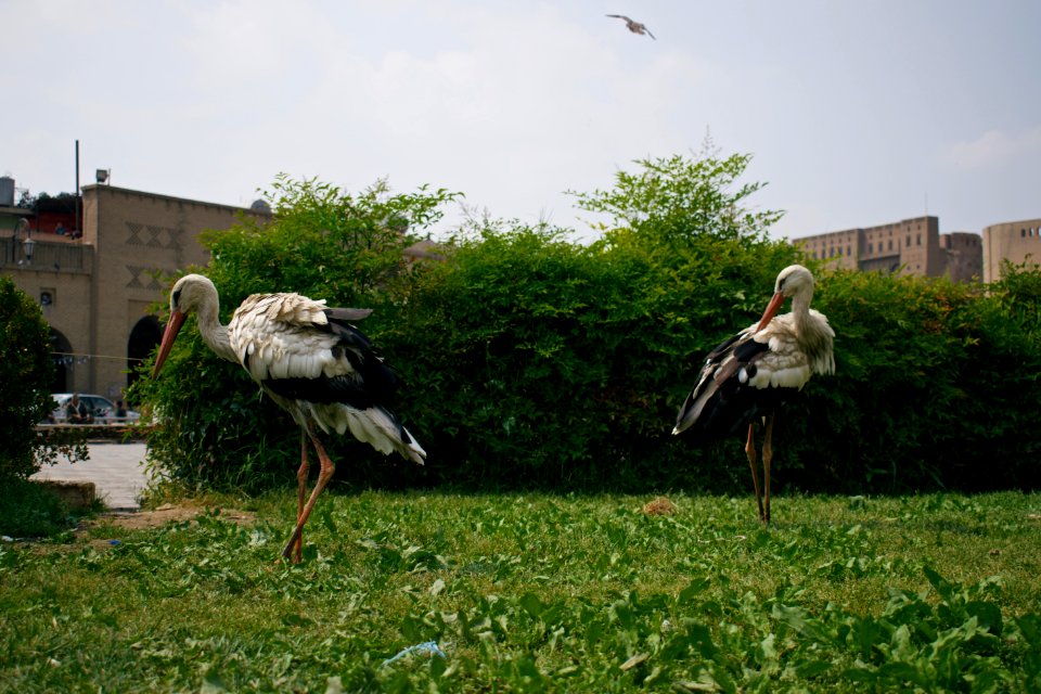 Storks near the Erbil Citadel 001