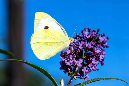 Butterfly insect sitting on flower photo