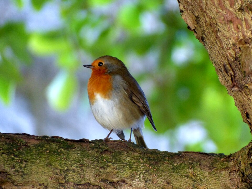Foraging close up animals