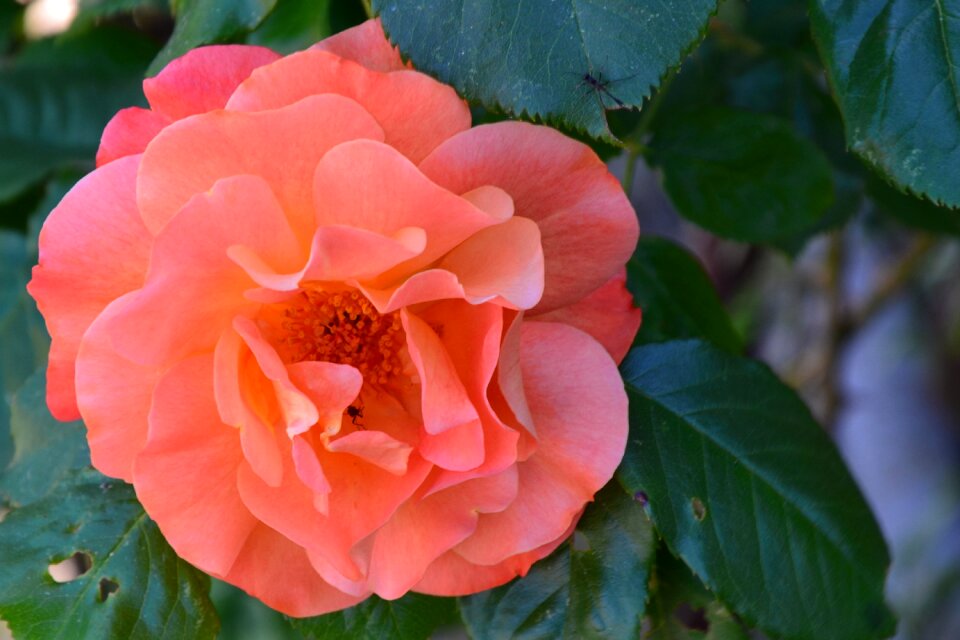 Orange rose flower garden roses