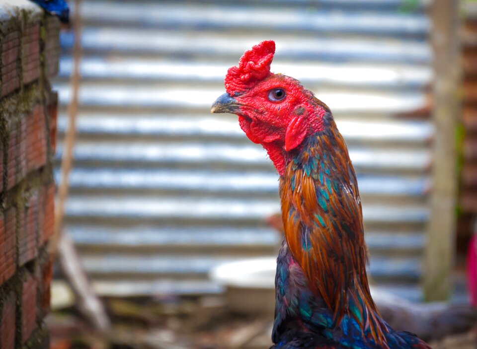 Chicken cock animal