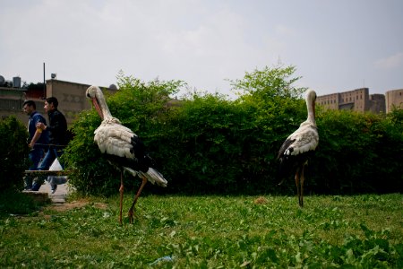 Storks near the Erbil Citadel 002