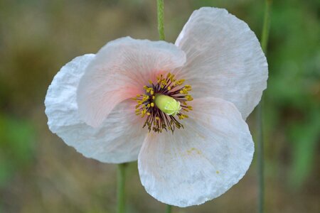 Hollyhock flower flower garden photo