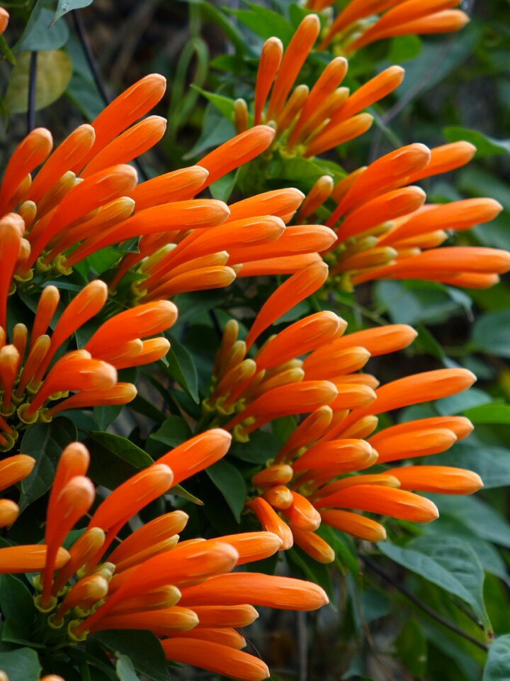 Golden coral three claw flower northwest gold rain