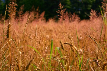 Nature ears cereals
