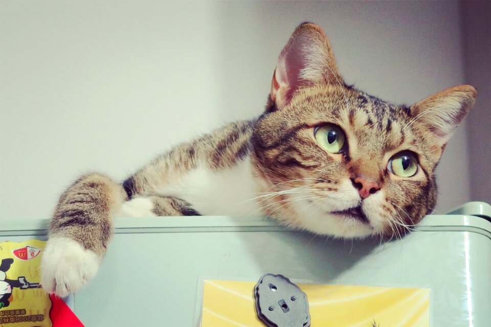 Cat animal cute