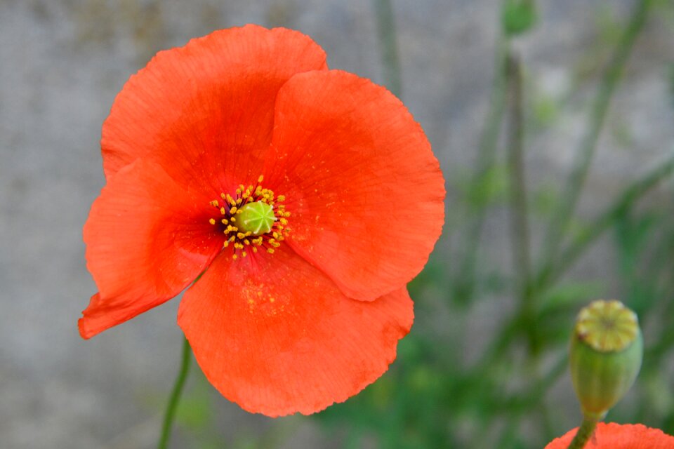 Red wild flowers poppy flower