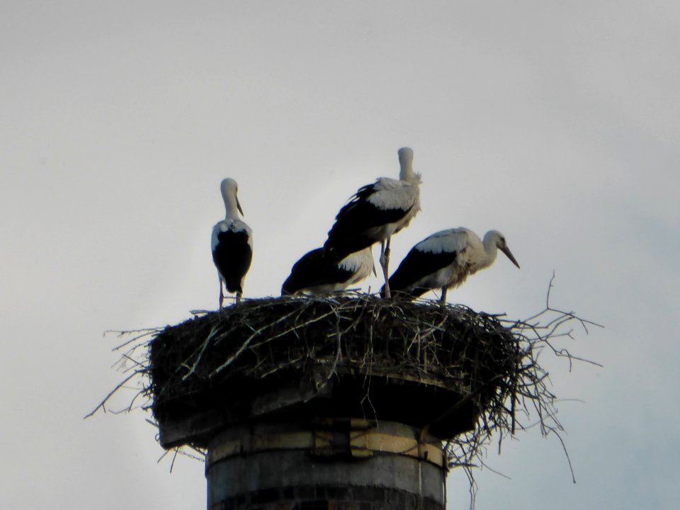 Storch-2016-07-08