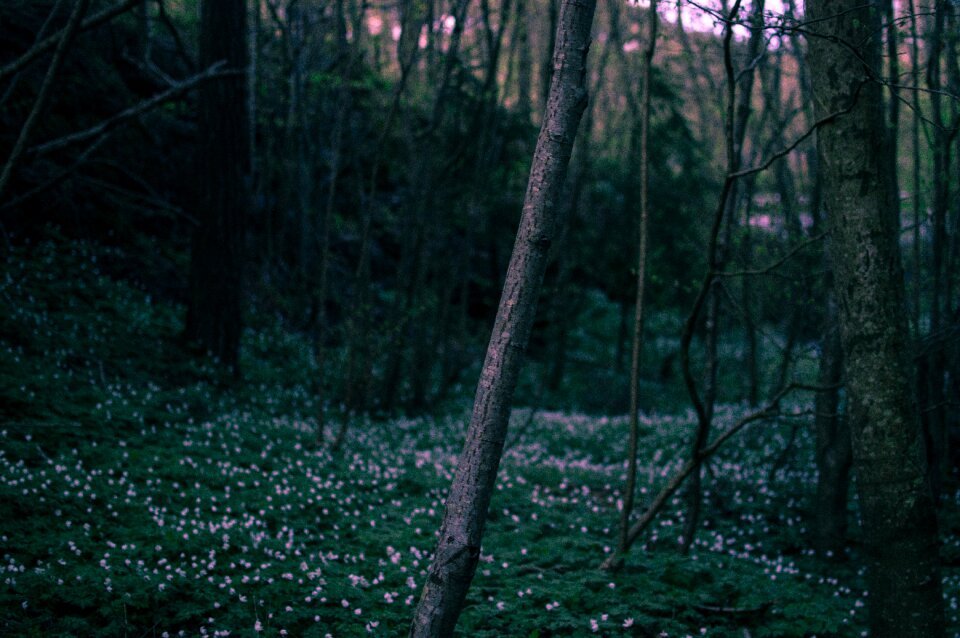 Forest grass green