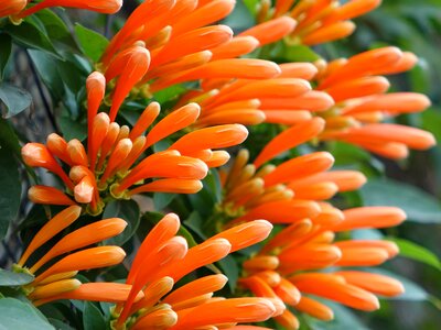 Golden coral three claw flower northwest gold rain