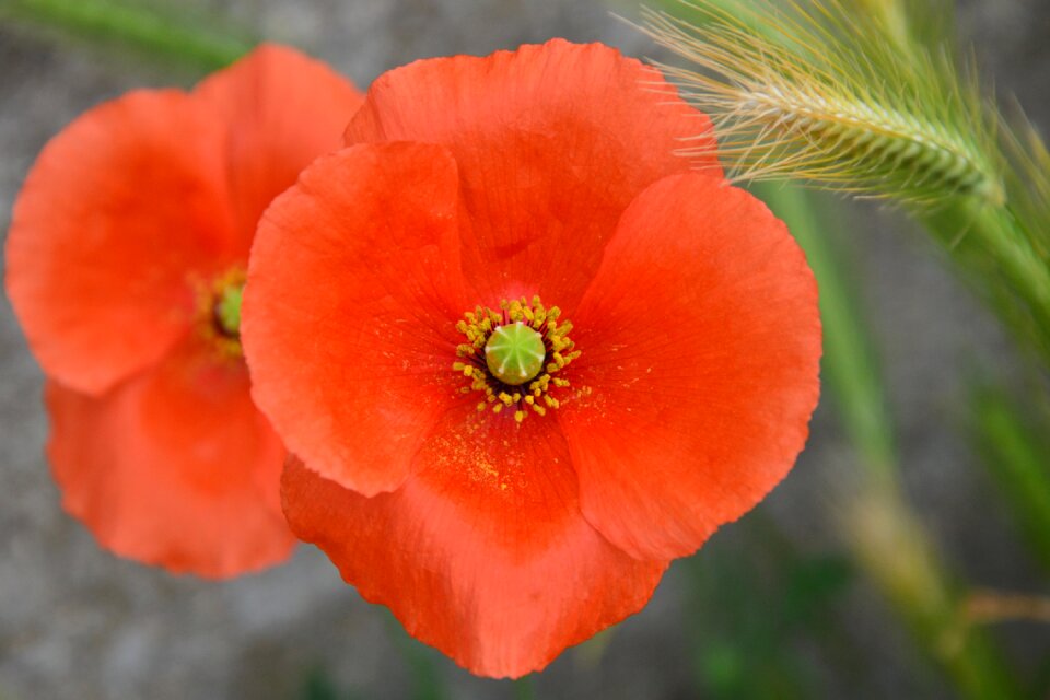 Red wild flowers poppy flower