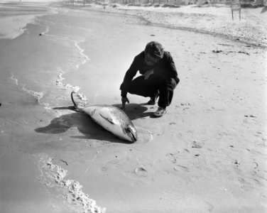 Storm aan Zandvoortse strand. Aangespoelde bruinvis, Bestanddeelnr 907-9167
