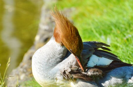 Bird poultry animal photo