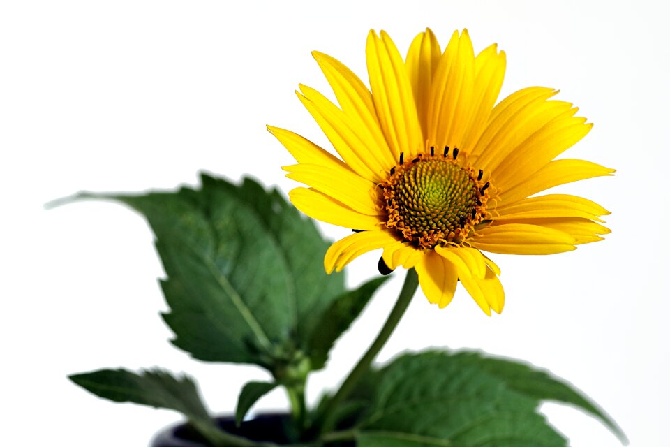 Asteraceae green foliage