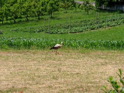 Stork 1