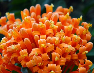 Golden coral three claw flower northwest gold rain
