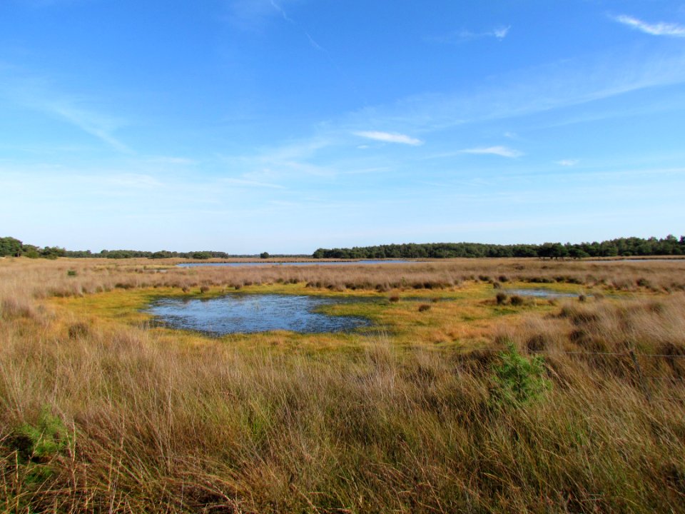 Strabrechtse heide, droogvallend ven