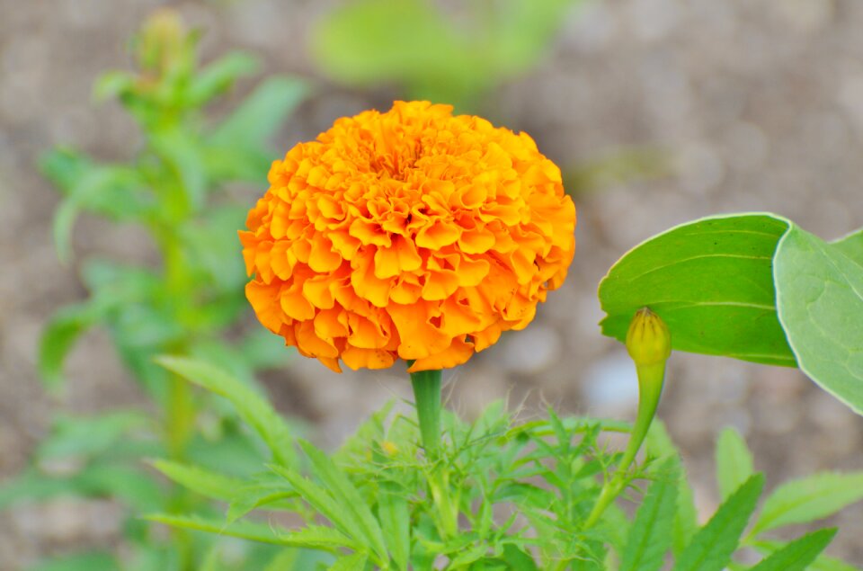 Blossom bloom botany