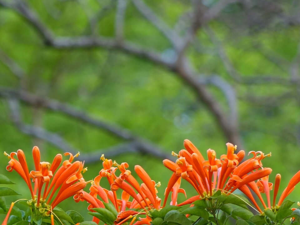 Golden coral three claw flower northwest gold rain